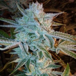 Nasiona marihuany Shark Critical - opis odmiany konopi