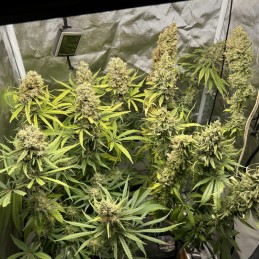 Nasiona marihuany automatyczne Great White Kush Auto - odmiana konopi