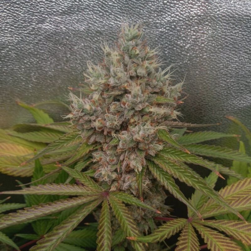 Nasiona marihuany Great Black Shark - odmiana konopi