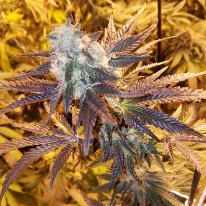 Nasiona marihuany Yumbolt x Skunk - opis odmiany konopi