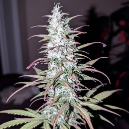 Nasiona marihuany Widow Bomb - opis odmiany konopi