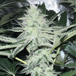 Nasiona marihuany automaty White Banana Automatic - opis odmiany konopi