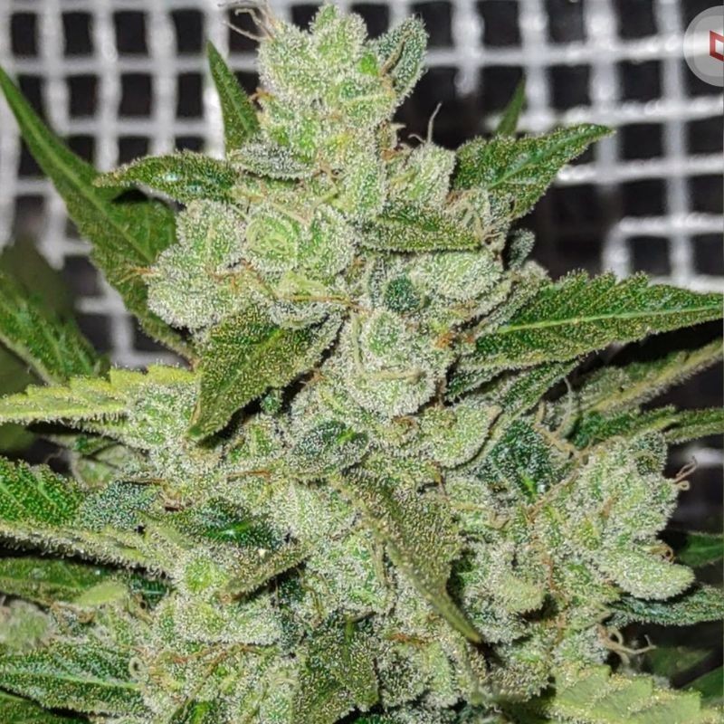 Nasiona marihuany automatyczne Super Skunk Widow Auto - opis odmiany konopi