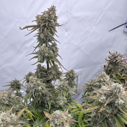 Nasiona marihuany automaty White Critical Auto - opis odmiany konopi