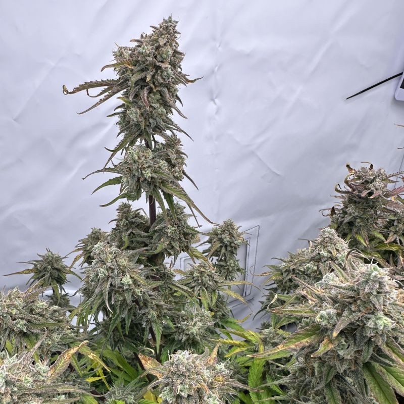 Nasiona marihuany automaty White Critical Auto - opis odmiany konopi