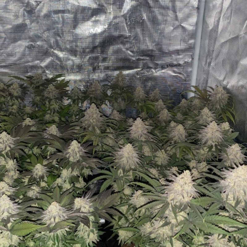 Nasiona marihuany automaty White Widow Super Auto - opis odmiany konopi