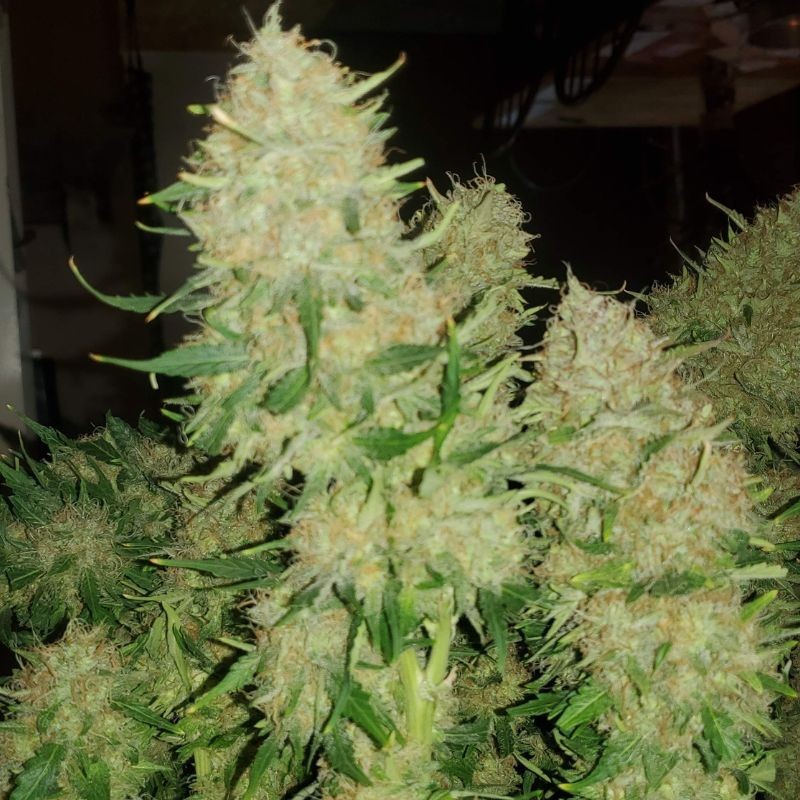 Nasiona marihuany White Rhino Master - opis odmiany konopi