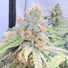 Nasiona marihuany automatyczne Critical White Dwarf Auto - odmiana konopi