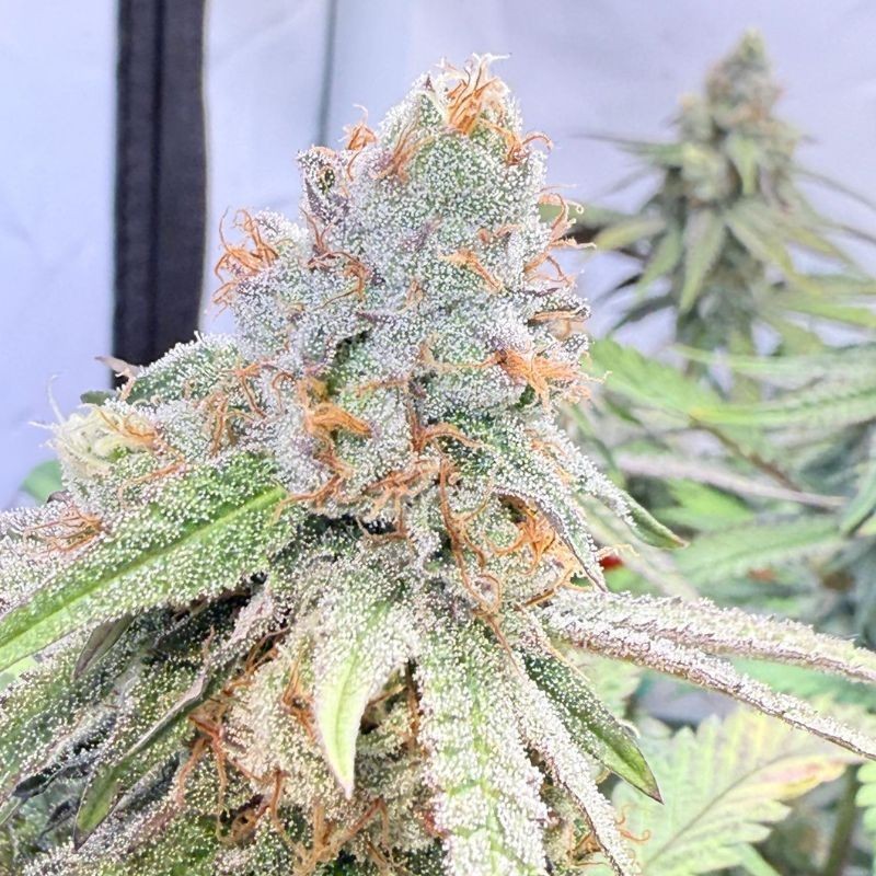 Nasiona marihuany automatyczne Critical White Dwarf Auto - odmiana konopi