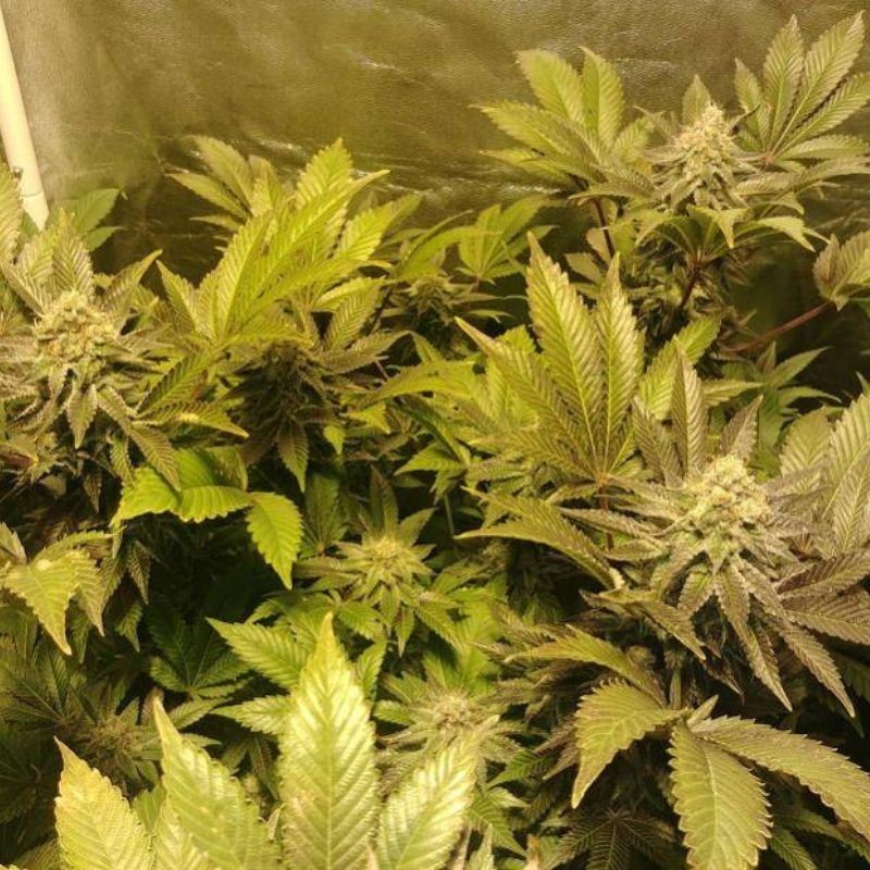 Nasiona marihuany automaty Wedding Cake Lemonade Auto - opis odmiany konopi