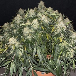 Nasiona marihuany Psychedelic Watermelon Zkittlez - opis odmiany konopi