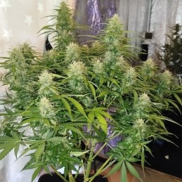 Nasiona marihuany automaty Watermelon Green Auto - opis odmiany konopi