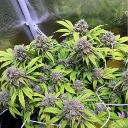 Nasiona marihuany automatyczne Sour Purple Diesel Auto - opis odmiany konopi