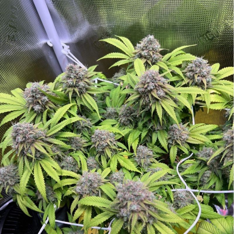 Nasiona marihuany automatyczne Sour Purple Diesel Auto - opis odmiany konopi