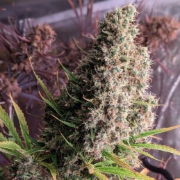 Nasiona marihuany Golden Tiger Gelato - odmiana konopi