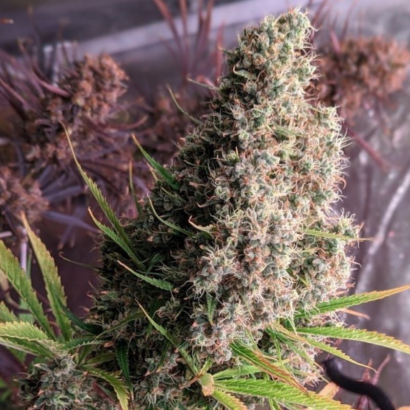 Nasiona marihuany Golden Tiger Gelato - odmiana konopi