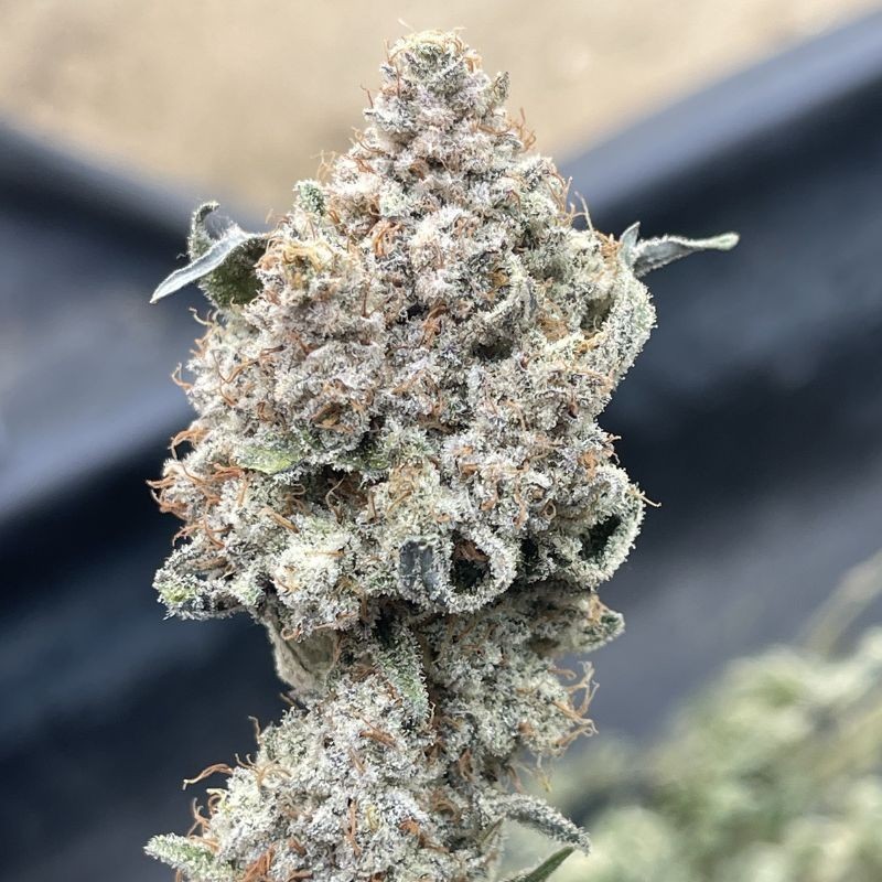 Nasiona marihuany Super Critical Neville Haze 2.0 - opis odmiany konopi