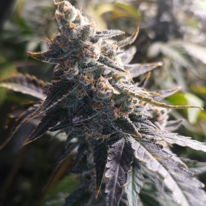 Nasiona marihuany Caramel Monster Kush - odmiana konopi