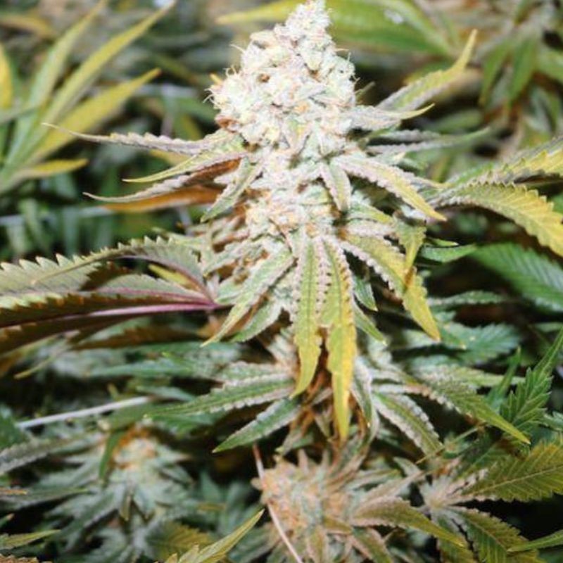 Nasiona marihuany Gelato AK-48 - odmiana konopi