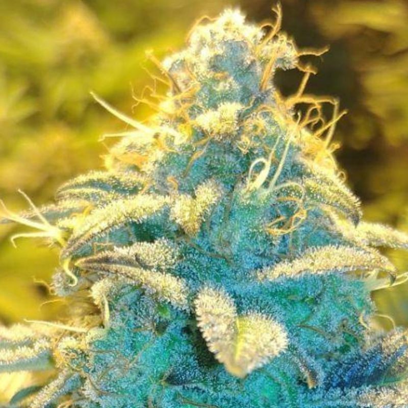 Nasiona marihuany Zkittlez Gelato Cream - opis odmiany konopi