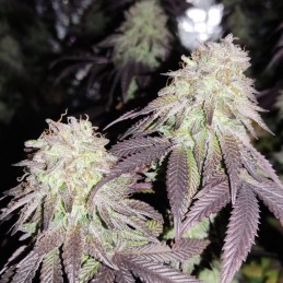 Nasiona marihuany Zkittlez Black Widow - opis odmiany konopi