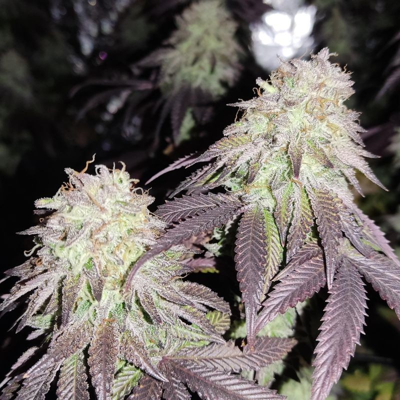 Nasiona marihuany Zkittlez Black Widow - opis odmiany konopi