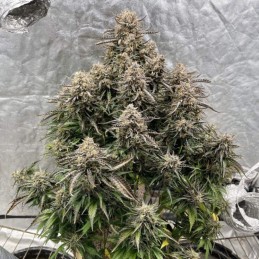 Nasiona marihuany Cheese Skunk - odmiana konopi