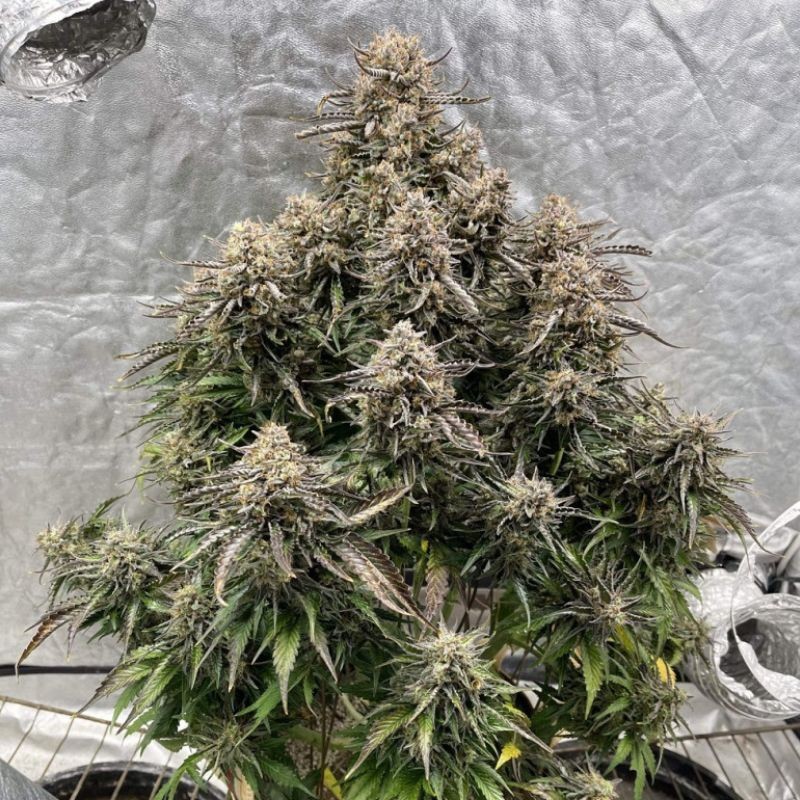 Nasiona marihuany Cheese Skunk - odmiana konopi