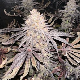 Nasiona marihuany Critical Soma - odmiana konopi