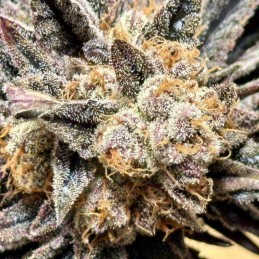Nasiona marihuany Feminized Collection 3 - odmiana konopi