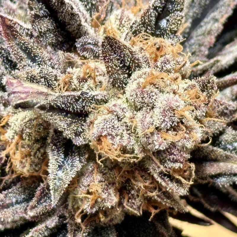 Nasiona marihuany Feminized Collection 3 - odmiana konopi