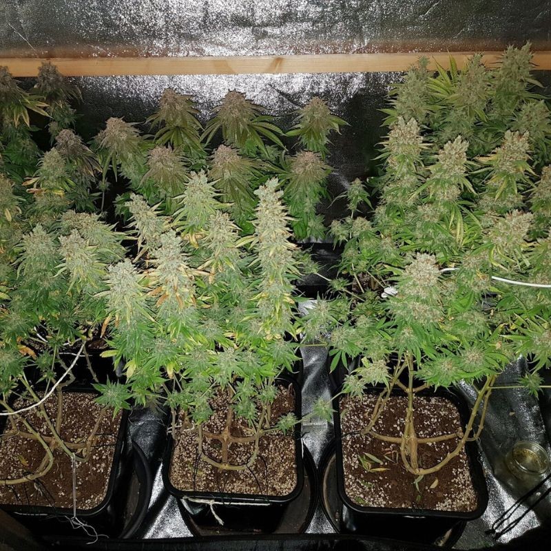 Nasiona marihuany Heavy Bud - opis odmiany konopi