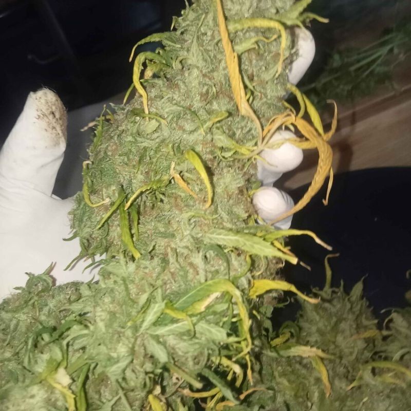 Nasiona marihuany Remo Chemo - opis odmiany konopi