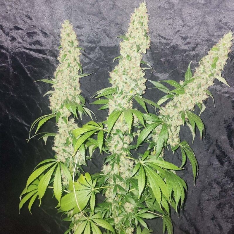 Nasiona medycznej marihuany Early Amnesia CBD - odmiana konopi