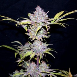 Nasiona marihuany Blue Widow - odmiana konopi