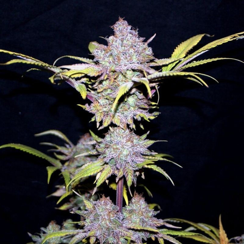 Nasiona marihuany Blue Widow - odmiana konopi