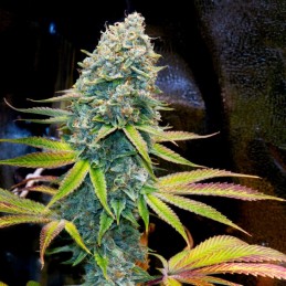 Nasiona marihuany Big Kush - odmiana konopi