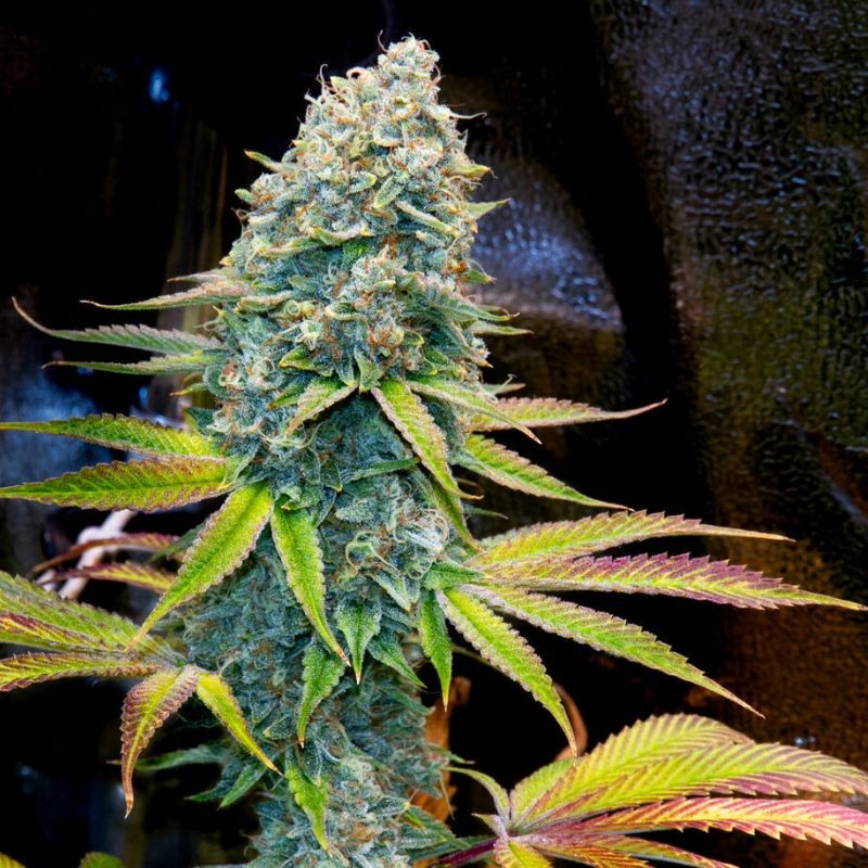 Nasiona marihuany Big Kush - odmiana konopi