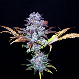 Nasiona marihuany automatyczne Blue Critical Auto - odmiana konopi