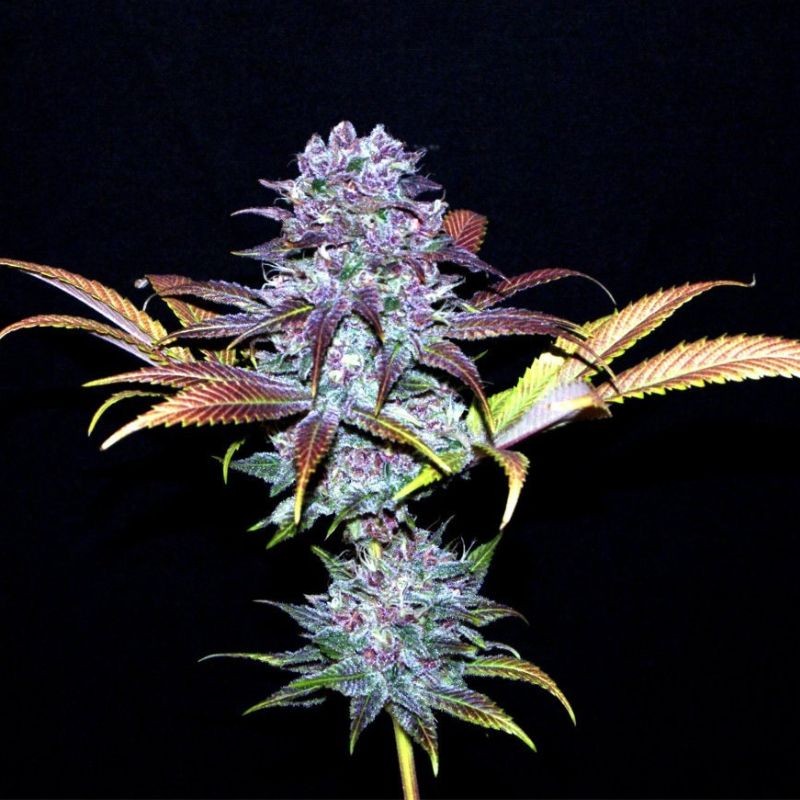 Nasiona marihuany automatyczne Blue Critical Auto - odmiana konopi