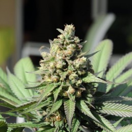 Nasiona marihuany Industrial Plant Autoflowering CBD - opis odmiany konopi