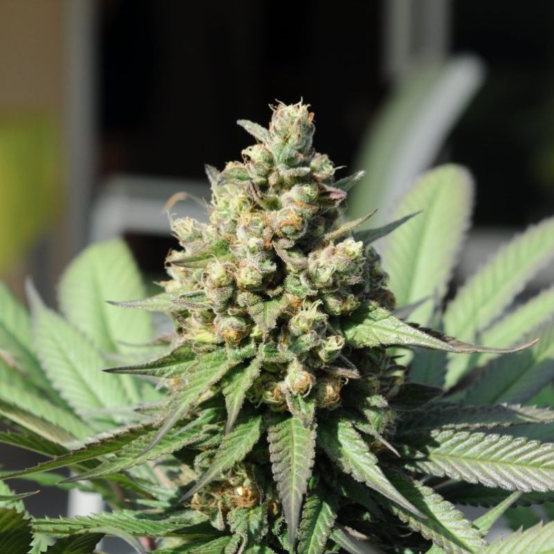 Nasiona marihuany Industrial Plant Autoflowering CBD - opis odmiany konopi