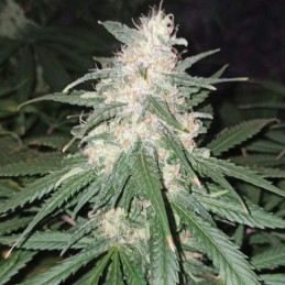 nasiona marihuany mango kush - odmiana konopi