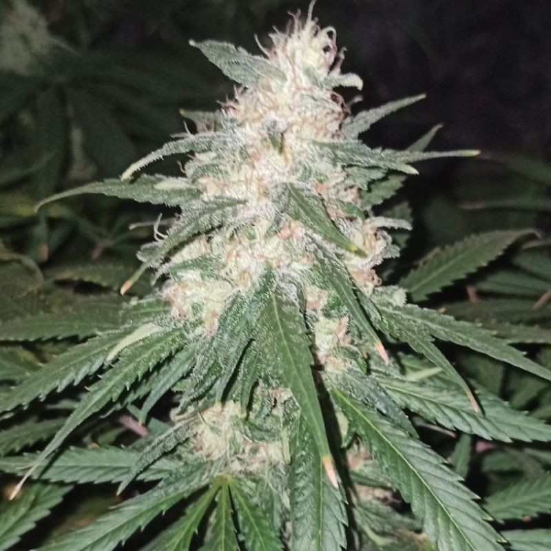 nasiona marihuany mango kush - odmiana konopi