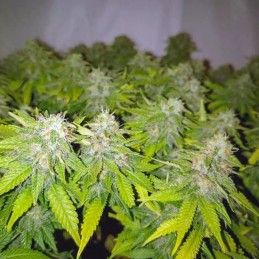 nasiona marihuany Honey Cream (Fast Flowering)