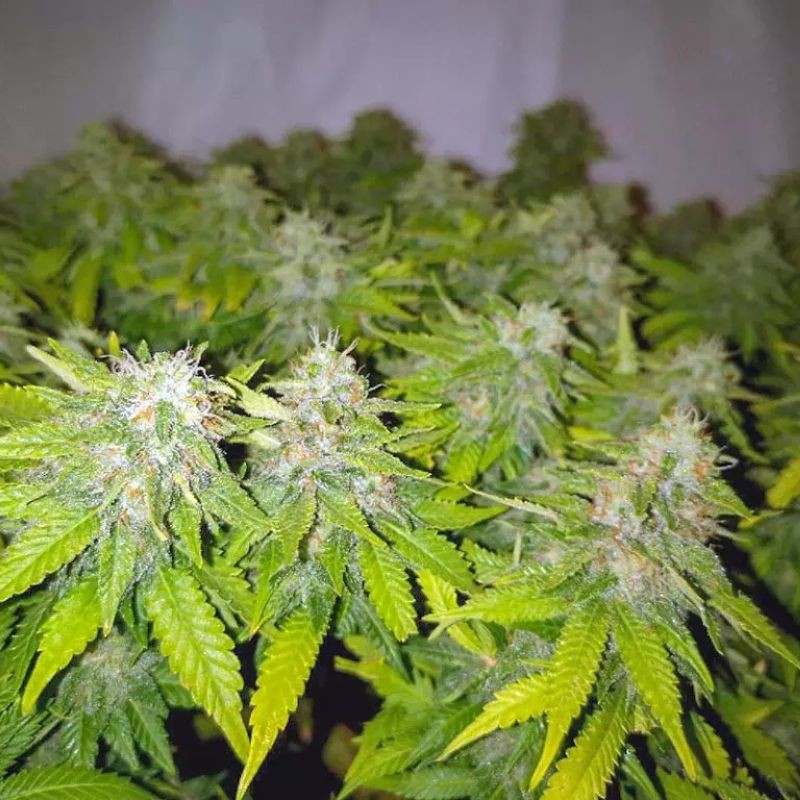 nasiona marihuany Honey Cream (Fast Flowering)