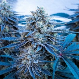 nasiona marihuany Gorilla Blue