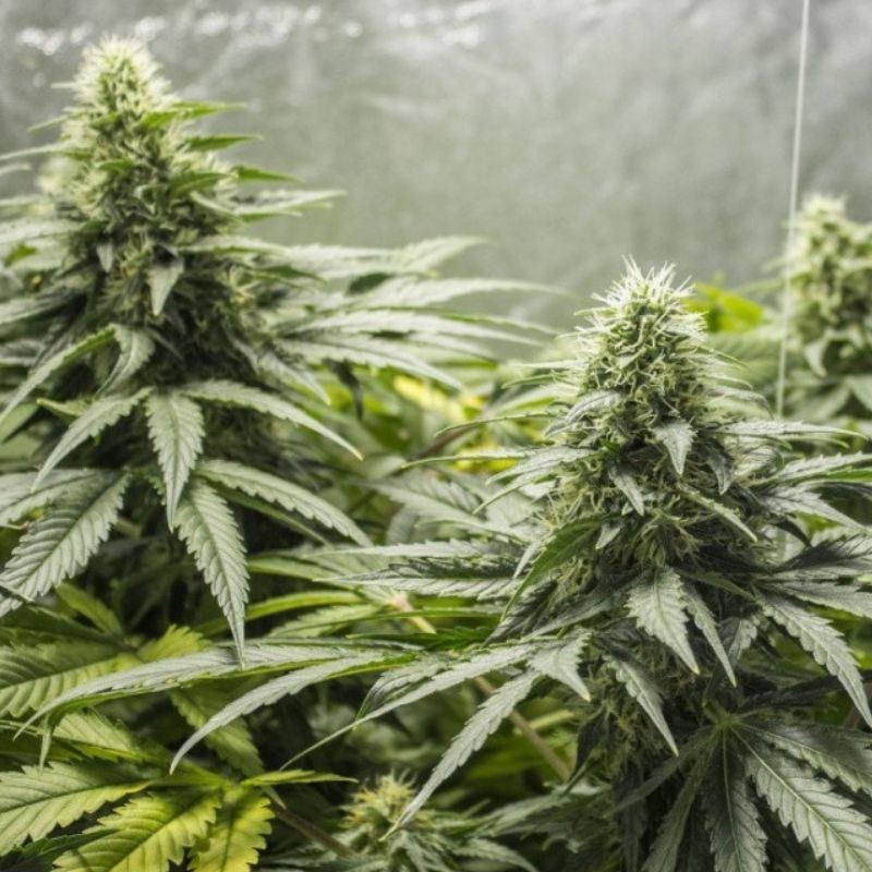 Nasiona marihuany The Doctor