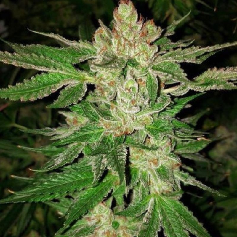 Nasiona marihuany Chronic Lights - odmiana konopi