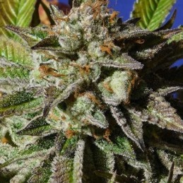 Nasiona marihuany automatyczne Auto CBG Nectar - odmiana konopi